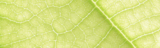 IMPRESSIONNANTES CELLULES SOUCHES VÉGÉTALES