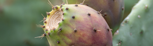 LES 2 HUILES VÉGÉTALES LES PLUS PRESTIGIEUSES